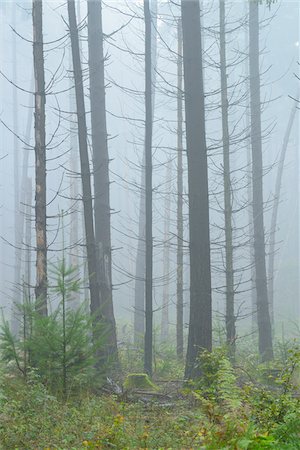 Spruce forest in early morning mist, Spessart, Bavaria, Germany, Europe Photographie de stock - Premium Libres de Droits, Code: 600-07148112