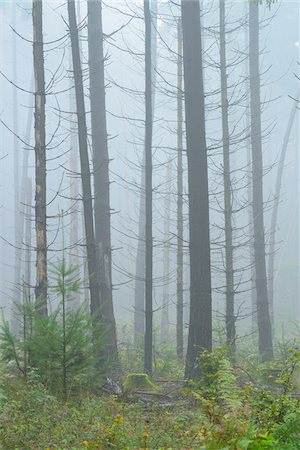 ricrescita - Spruce forest in early morning mist, Spessart, Bavaria, Germany, Europe Fotografie stock - Premium Royalty-Free, Codice: 600-07148112