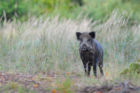 suidae - Wild boar (Sus scrofa), Spessart, Bavaria, Germany, Europe Stock Photo - Premium Royalty-Free, Code: 600-07148120