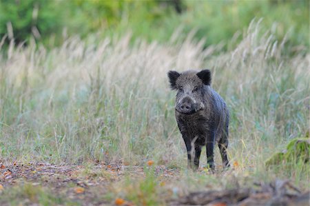 Wild boar (Sus scrofa), Spessart, Bavaria, Germany, Europe Stock Photo - Premium Royalty-Free, Code: 600-07148120