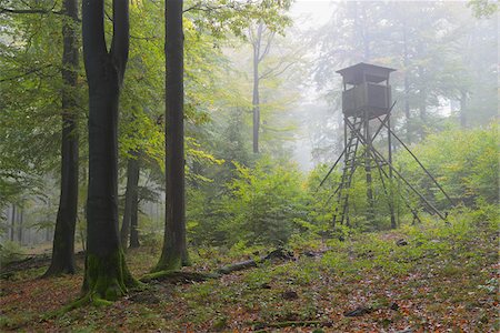 simsearch:600-07608313,k - Hunting Blind in Beech Forest, Spessart, Bavaria, Germany Foto de stock - Sin royalties Premium, Código: 600-07148136