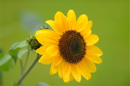 Close-up of a sunflower (Helianthus annuus) blossom in a garden. Bavaria, Germany Photographie de stock - Premium Libres de Droits, Code: 600-07148171