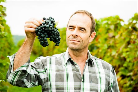 simsearch:600-07148342,k - Portrait of grape grower standing in vineyard, examining bundle of grapes, Rhineland-Palatinate, Germany Stock Photo - Premium Royalty-Free, Code: 600-07148213