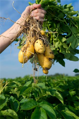 Close-up of man's hand holding potato plant in field, during potato harvest, Germany Foto de stock - Sin royalties Premium, Código: 600-07148309