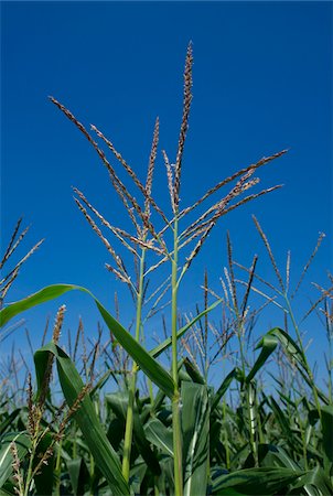 Close-up of corn plant in field against blue sky, Germany Stock Photo - Premium Royalty-Free, Code: 600-07148312