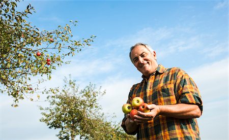 Portrait of farmer holding apples in orchard, Germany Stock Photo - Premium Royalty-Free, Code: 600-07148345