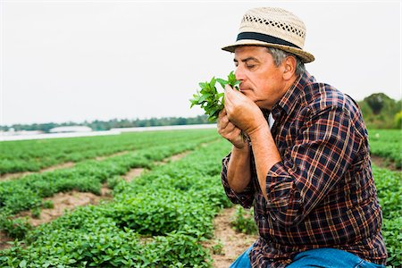 simsearch:600-07148342,k - Close-up of farmer in field, holding and smelling leaves from crop, Germany Stock Photo - Premium Royalty-Free, Code: 600-07148354