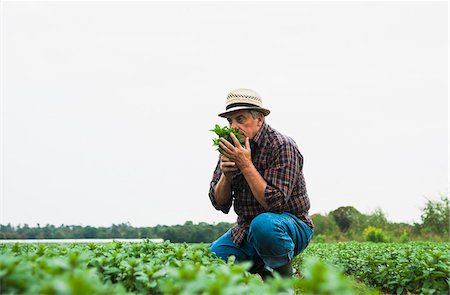 Farmer in field, holding and smelling leaves from crop, Germany Photographie de stock - Premium Libres de Droits, Code: 600-07148353