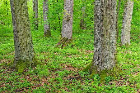 Oak Tree Forest in Spring, Bad Mergentheim, Baden Wurttemberg, Germany Foto de stock - Sin royalties Premium, Código: 600-07156283