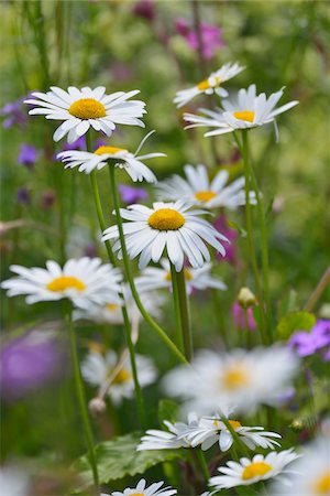 Close-up of daisies in flowering meadow in summer, Bavaria, Germany Foto de stock - Sin royalties Premium, Código: 600-07156446