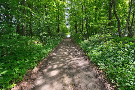 simsearch:600-08353494,k - Forest Path in Spring, Grebenhain, Hesse, Germany Stock Photo - Premium Royalty-Free, Code: 600-07156467