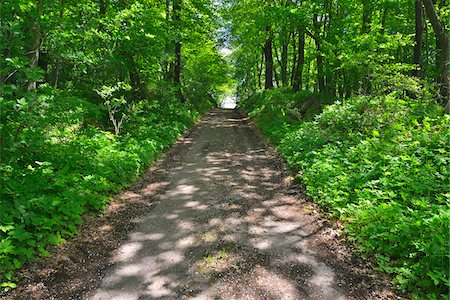 european dirt road - Forest Path in Spring, Grebenhain, Hesse, Germany Foto de stock - Sin royalties Premium, Código: 600-07156468