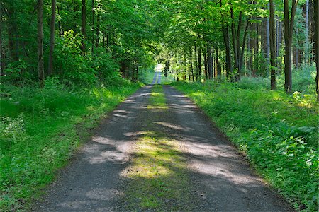 simsearch:600-08578851,k - Forest Path in Spring, Kefenrod, Hesse, Germany Stockbilder - Premium RF Lizenzfrei, Bildnummer: 600-07156461