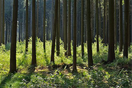 forest floor spring - Coniferous Forest in Spring, Kefenrod, Hesse, Germany Stock Photo - Premium Royalty-Free, Code: 600-07156462