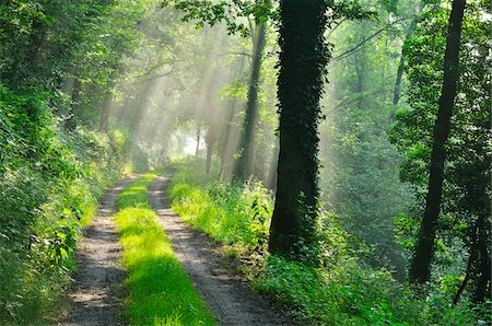 ray - Forest Path with Morning Mist in Summer, Grossheubach, Franconia, Bavaria, Germany Stock Photo - Premium Royalty-Free, Code: 600-07156477