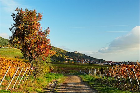 simsearch:600-07199412,k - Vineyard Landscape, near St Martin, German Wine Route, Rhineland-Palatinate, Germany Foto de stock - Sin royalties Premium, Código: 600-07199338