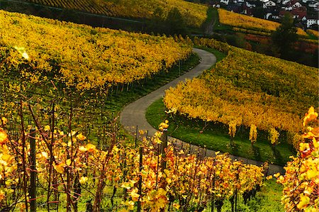 schlängeln - Vineyard Landscape, Ortenau, Baden Wine Route, Baden-Wurttemberg, Germany Stockbilder - Premium RF Lizenzfrei, Bildnummer: 600-07199364