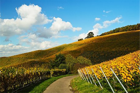 Vineyard Landscape, Ortenau, Baden Wine Route, Baden-Wurttemberg, Germany Photographie de stock - Premium Libres de Droits, Code: 600-07199365