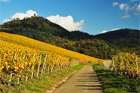 Vineyard Landscape and Yburg Castle on Hilltop, Ortenau, Baden Wine Route, Baden-Wurttemberg, Germany Photographie de stock - Premium Libres de Droits, Code: 600-07199367