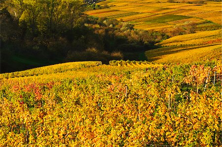Vineyard Landscape, Ortenau, Baden Wine Route, Baden-Wurttemberg, Germany Photographie de stock - Premium Libres de Droits, Code: 600-07199375