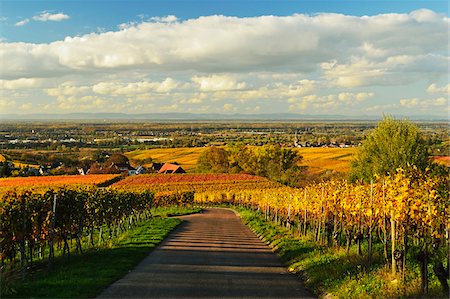 fall season - Vineyard Landscape, Ortenau, Baden Wine Route, Baden-Wurttemberg, Germany Stock Photo - Premium Royalty-Free, Code: 600-07199377