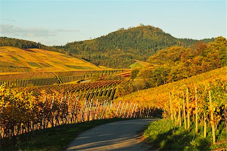 scenic road curve - Vineyard Landscape and Yburg Castle Ruins on Hilltop, Ortenau, Baden Wine Route, Baden-Wurttemberg, Germany Stock Photo - Premium Royalty-Free, Code: 600-07199378