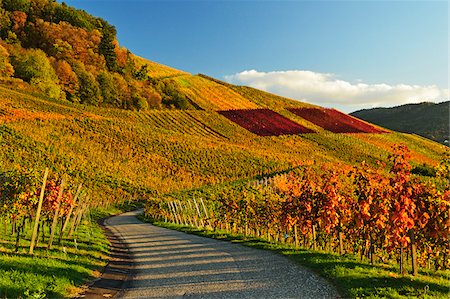 european roads not people not lifestyle not illustration - Vineyard Landscape, Ortenau, Baden Wine Route, Baden-Wurttemberg, Germany Foto de stock - Sin royalties Premium, Código: 600-07199379