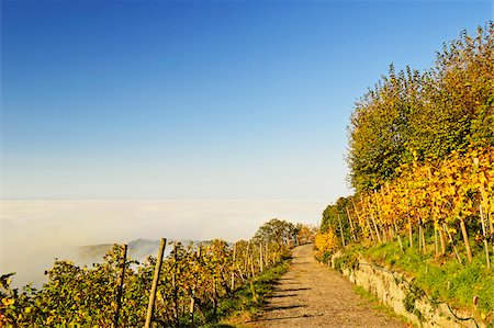 foggy (weather) - Vineyard Landscape, Ortenau, Baden Wine Route, Baden-Wurttemberg, Germany Photographie de stock - Premium Libres de Droits, Code: 600-07199388