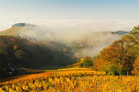 Vineyard Landscape and Waldmatt Village, Ortenau, Baden Wine Route, Baden-Wurttemberg, Germany Photographie de stock - Premium Libres de Droits, Code: 600-07199389