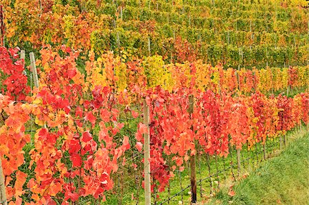 Vineyard Landscape, Ortenau, Baden Wine Route, Baden-Wurttemberg, Germany Stock Photo - Premium Royalty-Free, Code: 600-07199407