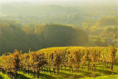 Vineyard Landscape, Ortenau, Baden Wine Route, Baden-Wurttemberg, Germany Stock Photo - Premium Royalty-Free, Code: 600-07199401