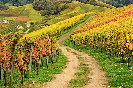 photos of roads in the fall - Vineyard Landscape, Ortenau, Baden Wine Route, Baden-Wurttemberg, Germany Stock Photo - Premium Royalty-Free, Code: 600-07199414