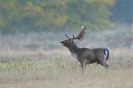 Bellowing Male Fallow Deer (Cervus dama) in Autumn, Hesse, Germany Photographie de stock - Premium Libres de Droits, Code: 600-07199484