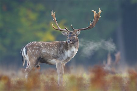 ramure - Male Fallow Deer (Cervus dama) in Autumn, Hesse, Germany Photographie de stock - Premium Libres de Droits, Code: 600-07199712