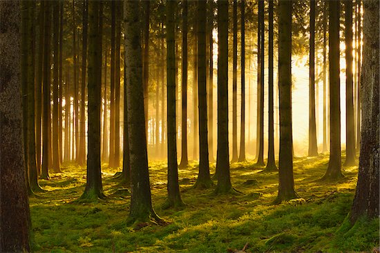 Spruce Forest in Early Morning Mist at Sunrise, Odenwald, Hesse, Germany Photographie de stock - Premium Libres de Droits, Artiste: Michael Breuer, Le code de l’image : 600-07199713