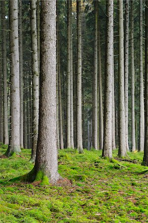 Spruce Forest, Odenwald, Hesse, Germany Foto de stock - Sin royalties Premium, Código: 600-07199721