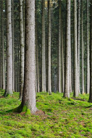 simsearch:600-08145834,k - Spruce Forest, Odenwald, Hesse, Germany Fotografie stock - Premium Royalty-Free, Codice: 600-07199721