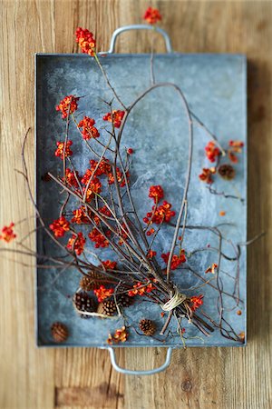 Overhead View of American Bittersweet Vine Dried with Pinecones on Metal Tray as Fall Decor Stockbilder - Premium RF Lizenzfrei, Bildnummer: 600-07204020