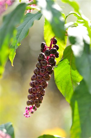 simsearch:600-07911231,k - Close-up of American Pokeweed (Phytolacca americana) Fruits in Autumn, Bavaria, Germany Foto de stock - Royalty Free Premium, Número: 600-07206638