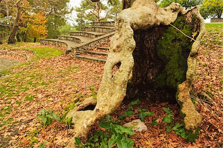 simsearch:600-07199986,k - Old Plane tree, Profitis Ilias, Rhodes, Dodecanese, Aegean Sea, Greece, Europe Stockbilder - Premium RF Lizenzfrei, Bildnummer: 600-07200017