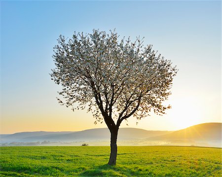 Blossoming Cherry Tree in Spring at Sunrise, Miltenberg, Spessart, Franconia, Bavaria, Germany Stockbilder - Premium RF Lizenzfrei, Bildnummer: 600-07278729
