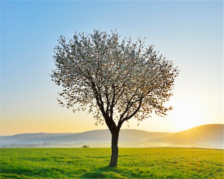 spring season, nobody - Blossoming Cherry Tree in Spring at Sunrise, Miltenberg, Spessart, Franconia, Bavaria, Germany Stock Photo - Premium Royalty-Free, Code: 600-07278729