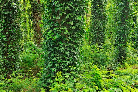 Ivy covered Trees in Spring, Parque Natural de Sintra-Cascais, Lisboa, Portugal Stock Photo - Premium Royalty-Free, Code: 600-07278737