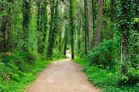 simsearch:862-08698718,k - Forest Path in Spring, Parque Natural de Sintra-Cascais, Lisboa, Portugal Stock Photo - Premium Royalty-Free, Code: 600-07278738