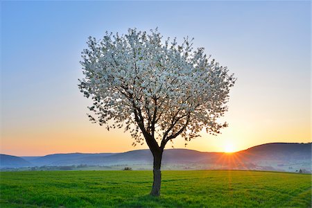 spring - Blossoming Cherry Tree in Spring at Sunrise, Miltenberg, Spessart, Franconia, Bavaria, Germany Stock Photo - Premium Royalty-Free, Code: 600-07278731