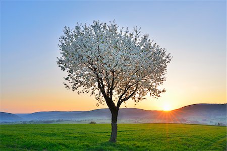 simsearch:600-07596057,k - Blossoming Cherry Tree in Spring at Sunrise, Miltenberg, Spessart, Franconia, Bavaria, Germany Foto de stock - Sin royalties Premium, Código: 600-07278731