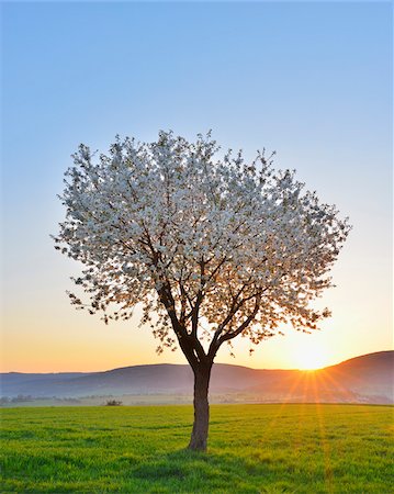 Blossoming Cherry Tree in Spring at Sunrise, Miltenberg, Spessart, Franconia, Bavaria, Germany Foto de stock - Sin royalties Premium, Código: 600-07278732