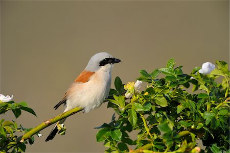 simsearch:600-07279045,k - Male Red-backed Shrike (Lanius collurio) in Spring, Tadten, Hansag, Burgenland, Austria Foto de stock - Sin royalties Premium, Código: 600-07278745