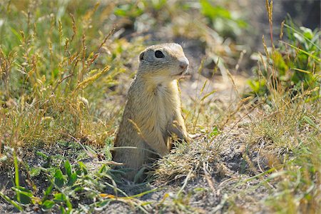 sciuridae - European Ground Squirrel (Spermophilus citellus) in Meadow, Apetlon, Lake Neusiedl, Burgenland, Austria Stock Photo - Premium Royalty-Free, Code: 600-07278750