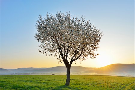 pictures season - Blossoming Cherry Tree in Spring at Sunrise, Miltenberg, Spessart, Franconia, Bavaria, Germany Stock Photo - Premium Royalty-Free, Code: 600-07278775